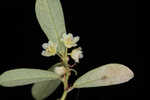 Florida leaf-flower